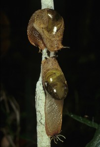 Fine-speckled Semi-slug Stanisicarion virens 