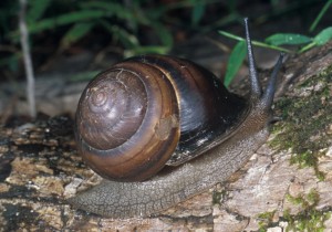 Fraser's Banded Snail
