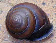 frasers-land-snail