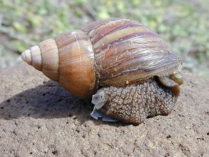 giant-african-land-snail