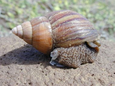 giant-african-land-snail