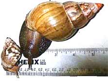 Giant African Snail