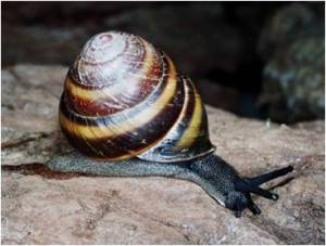 P1 Mitchells Rain Forest Snail