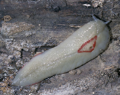 red-triangle-slug