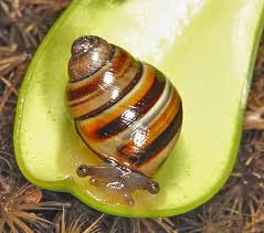 Steve Irwin Tree Snail live image