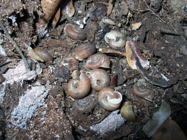 1 Aestivating Torresitrachia