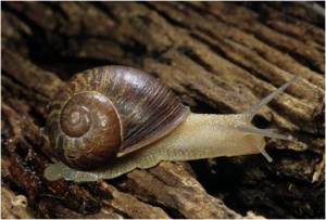 P2 Garden snail