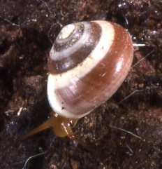 Pleuropoma gouldiana