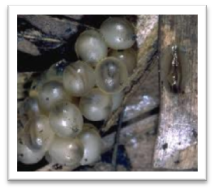 Slug eggs | Facts About Snails