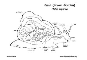 Snail brain graphic