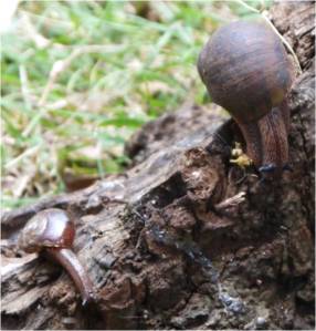 Carnivorous Snails [Rhytididae] | Facts About Snails