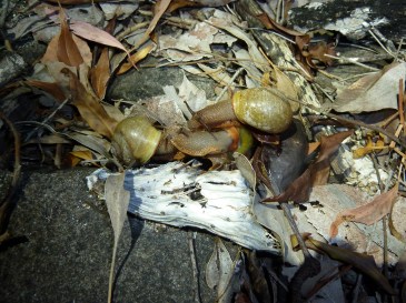Snails at night