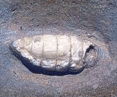 Dendropupa