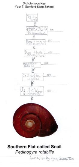 DK Southern Flat Coiled