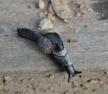 Helicarionid from Brindabellas
