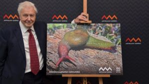 david-attenborough-snail-1