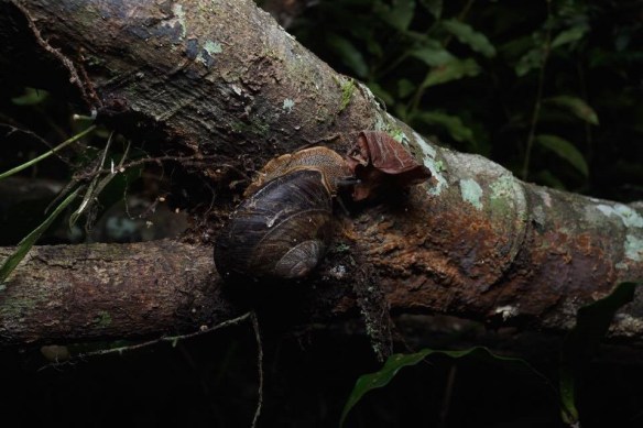 Mt Glorious Richmondiana 2. jpg